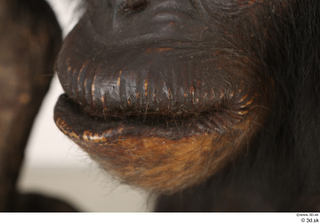 Chimpanzee Bonobo mouth 0004.jpg